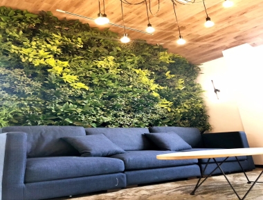 会客厅植物墙